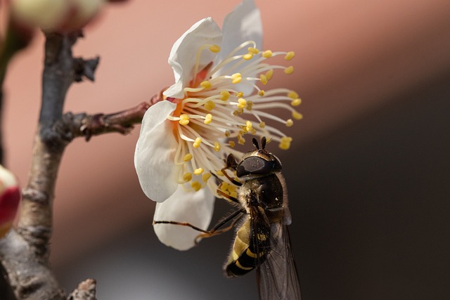 蜜蜂 花 梅花 - 上的免费照片