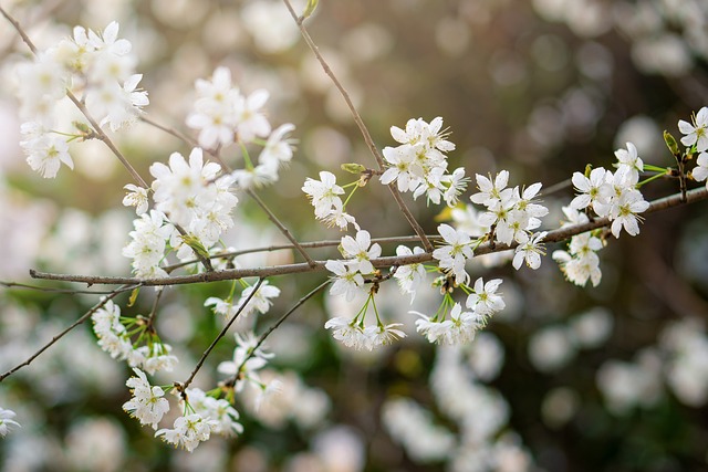 花 Cherry Flowers 春 - 上的免费照片