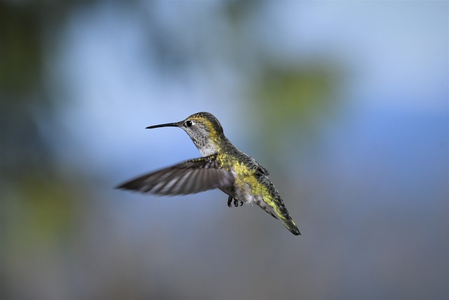 蜂鸟 鸟 飞行 - 上的免费照片