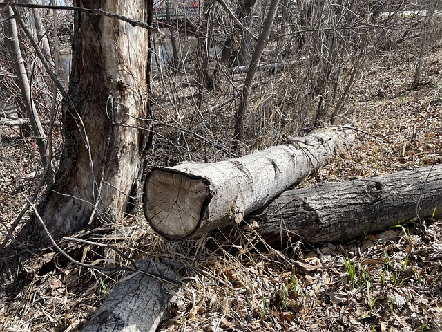 河 博伊西 爱达荷州 - 上的免费图片