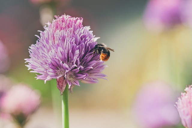 熊蜂 蜜蜂 花 - 上的免费照片