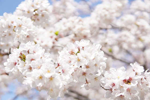日本樱花盛开 白色的 花朵 - 上的免费照片