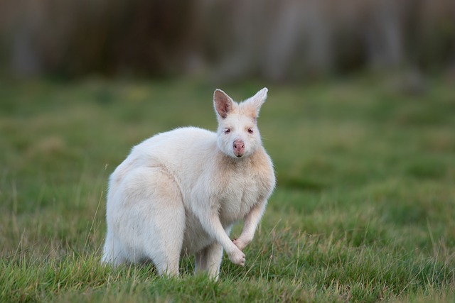 小袋鼠 白化病贝内特鼠 白化病 Macropus - 上的免费照片