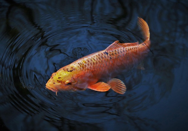 动物 鱼 锦鲤 - 上的免费照片