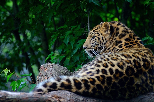 豹 动物 野生动物 - 上的免费照片