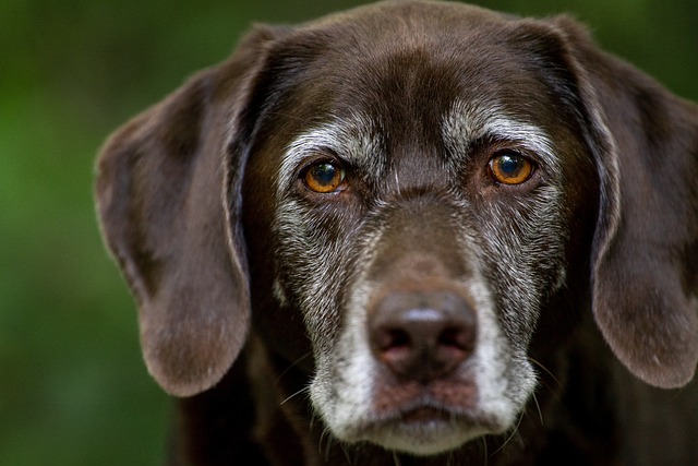 拉布拉多犬 狗 头 - 上的免费照片