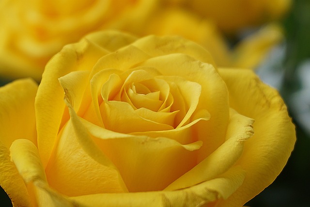 黄玫瑰 玫瑰 花 - 上的免费照片