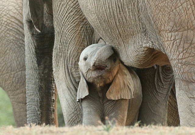 大象 小象 苹果浏览器 - 上的免费照片