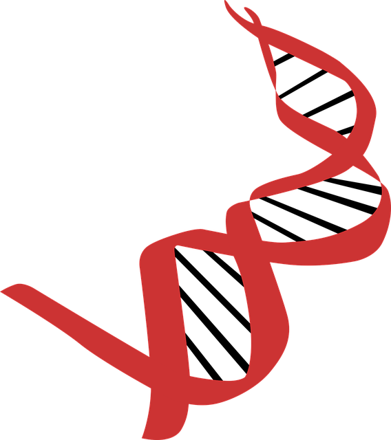 脱氧核糖核酸 生物学 图标 - 免费矢量图形