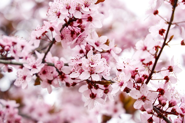 杏仁树 花朵 春天 - 上的免费照片