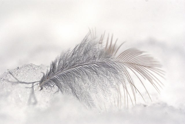 羽毛 冰 雪 - 上的免费照片