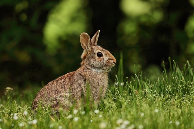 兔子 草 耳朵 - 上的免费照片
