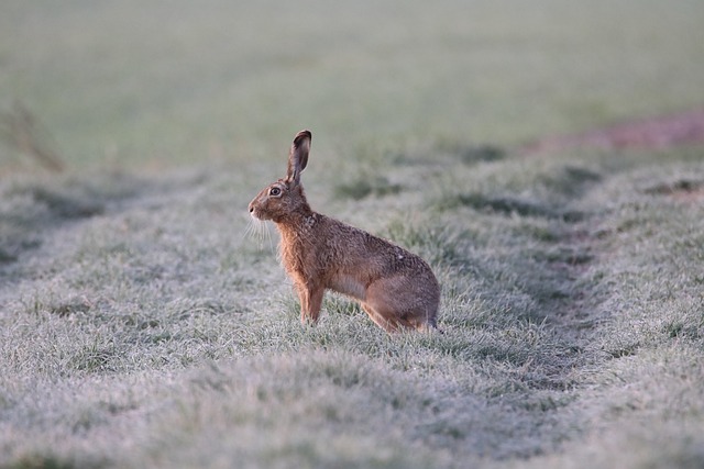 野兔 动物 原野 - 上的免费照片