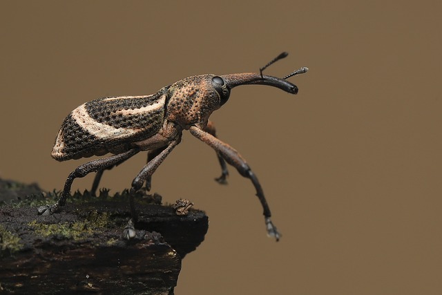 甲虫，昆虫 象鼻虫 圣甲虫 - 上的免费照片