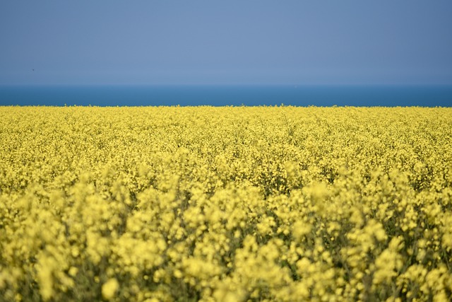 油菜籽 农田 黄色的花 - 上的免费照片