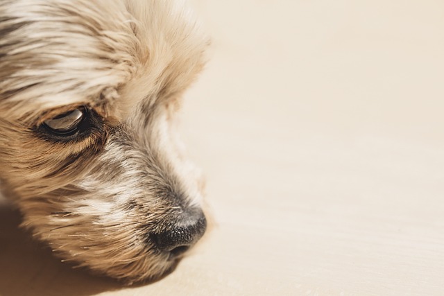 约克夏犬 狗 头 - 上的免费照片