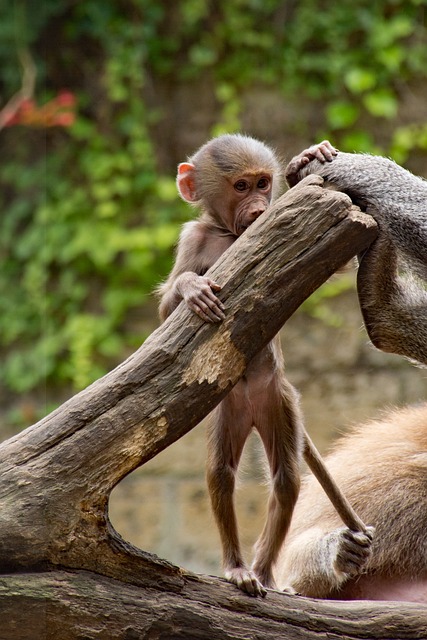动物园 猴 哺乳动物 - 上的免费照片