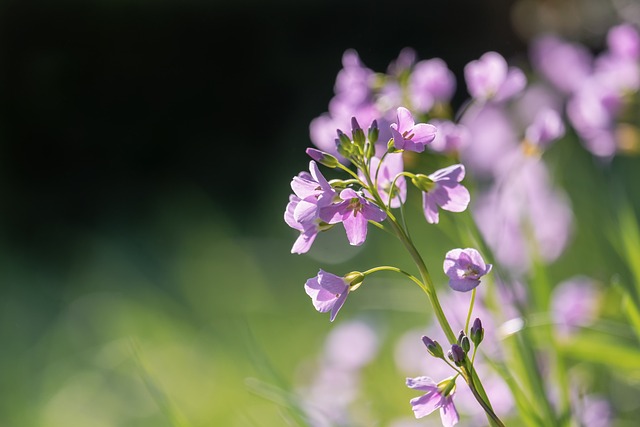 花朵 芽 荒地兰花 - 上的免费照片