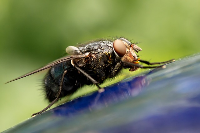 苍蝇 飞 昆虫 - 上的免费照片