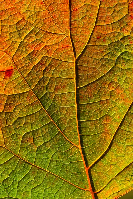 叶子 静脉 落下 - 上的免费照片