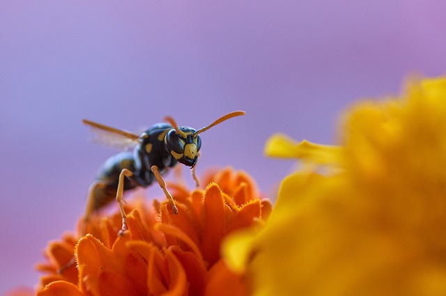 黄蜂 昆虫 花 - 上的免费照片