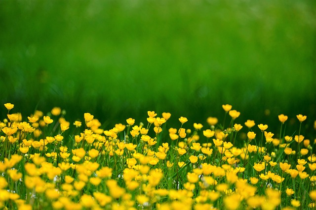 毛茛 花 草地 - 上的免费照片