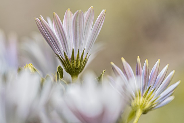 玛格丽特角 花朵 植物 - 上的免费照片