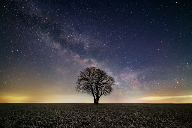夜空 树 原野 - 上的免费照片