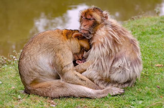 巴巴里猴子 动物 家庭 - 上的免费照片