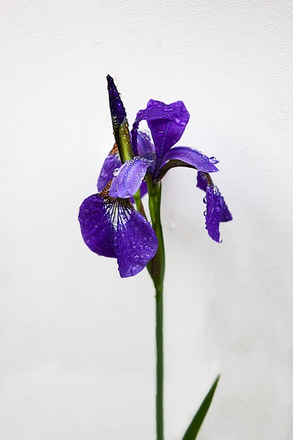 虹膜 花 植物 - 上的免费照片
