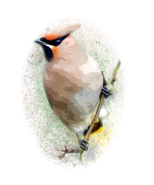 雪松雀 鸟 枝杈 - 上的免费图片