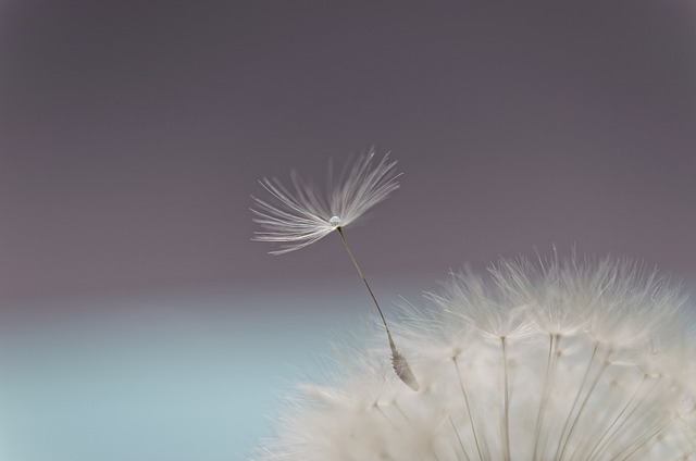 蒲公英 花 飞种子 - 上的免费照片