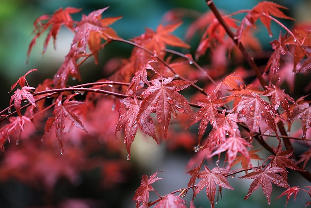 枫 枫叶 雨滴 - 上的免费照片