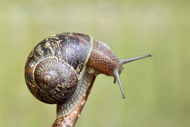 蜗牛 壳 无脊椎动物 - 上的免费照片