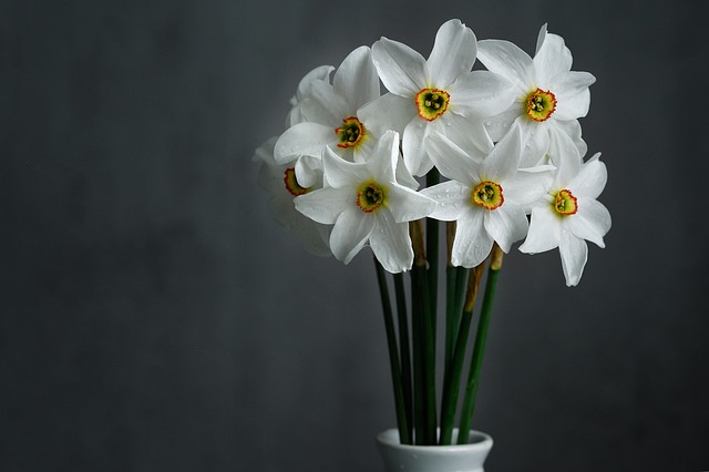 水仙花 白色的花 插花 - 上的免费照片