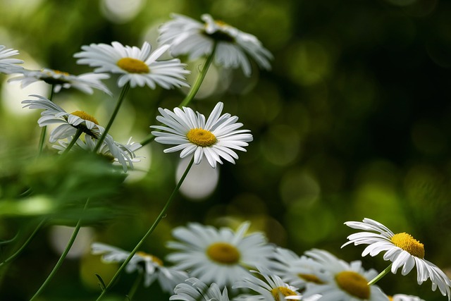 花朵 雏菊 白雏菊 - 上的免费照片