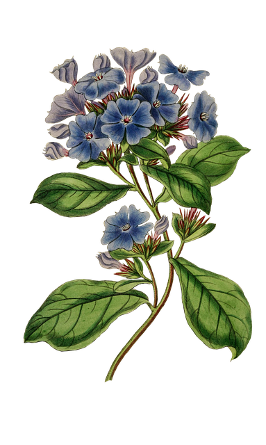 开普 Leadwort 花朵 植物 - 上的免费图片