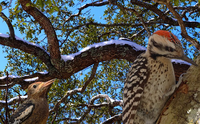 啄木鸟 鸟类 枝杈 - 上的免费图片