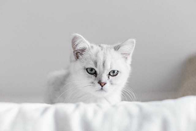 猫 白色的 小猫 - 上的免费照片
