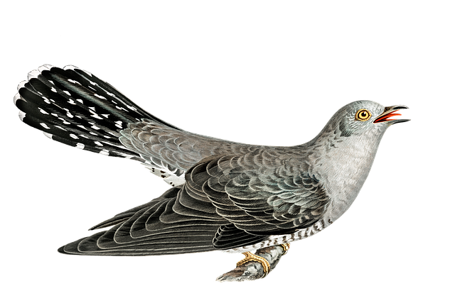 布谷鸟 鸟 葫芦科 - 上的免费图片