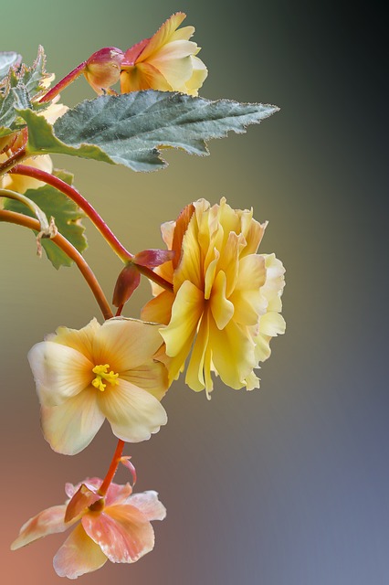 花朵 黄色的花 花瓣 - 上的免费照片