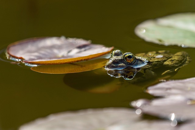 青蛙 眼睛 池塘 - 上的免费照片
