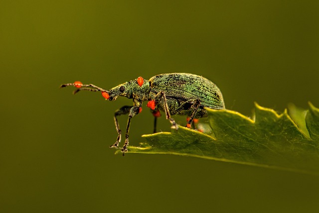 象鼻虫 甲虫 叶子 - 上的免费照片
