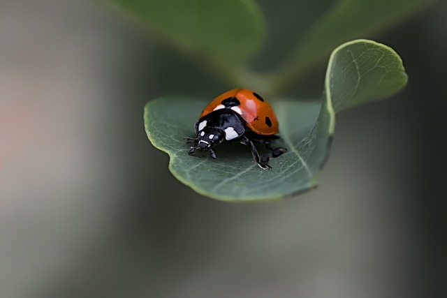 瓢虫 甲虫 叶子 - 上的免费照片