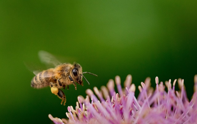 熊蜂 徘徊 花蜜 - 上的免费照片