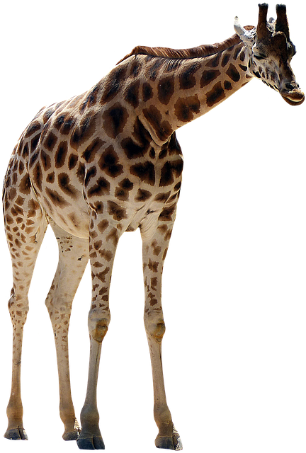 长颈鹿 偶蹄类 大型哺乳动物 - 上的免费图片