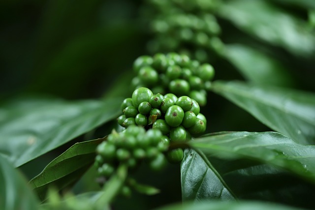 咖啡 植物 种子 - 上的免费照片