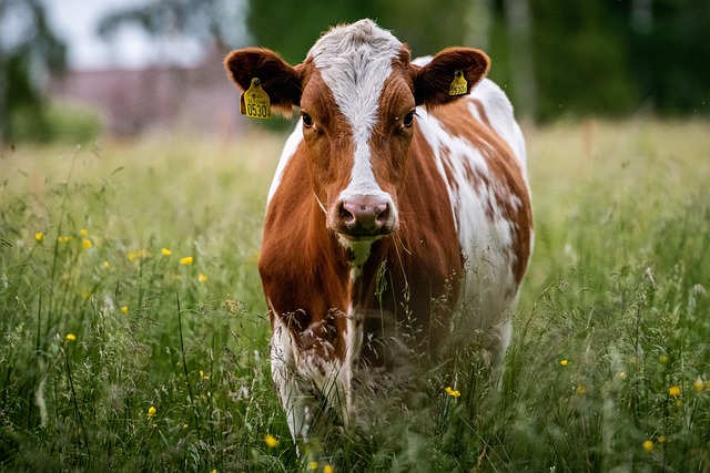 奶牛 动物 家畜 - 上的免费照片