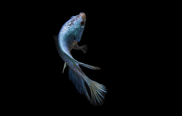 鱼 斗鱼 蓝色的鱼 - 上的免费照片