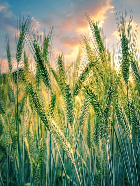 谷物 粮食 原野 - 上的免费照片